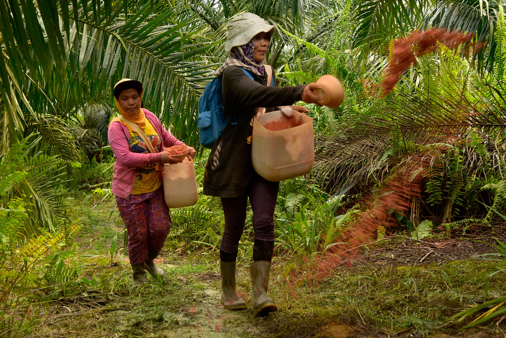 Neo-Colonialism and the Entrenchment of Palm Oil Exploitation in&nbsp;Indonesia